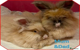 Angora rabbits for sale: 🩷  💙 Full Faced English Angora Babies  in Maidstone - Image 7
