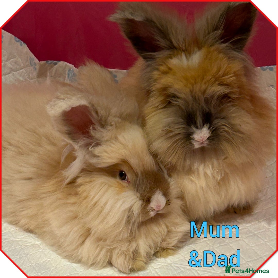Angora rabbits for sale: 🩷  💙 Full Faced English Angora Babies  in Maidstone - Image 7