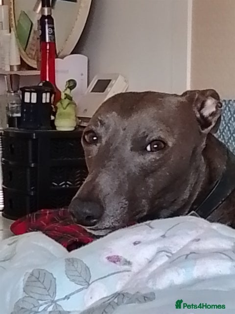 Mixed Breed dogs Wyllba the whiggy - Advert 4