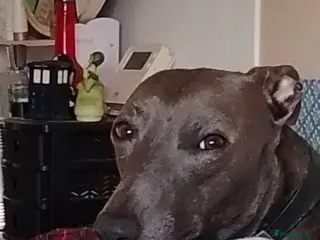 Mixed Breed dogs Wyllba the whiggy - Advert 4