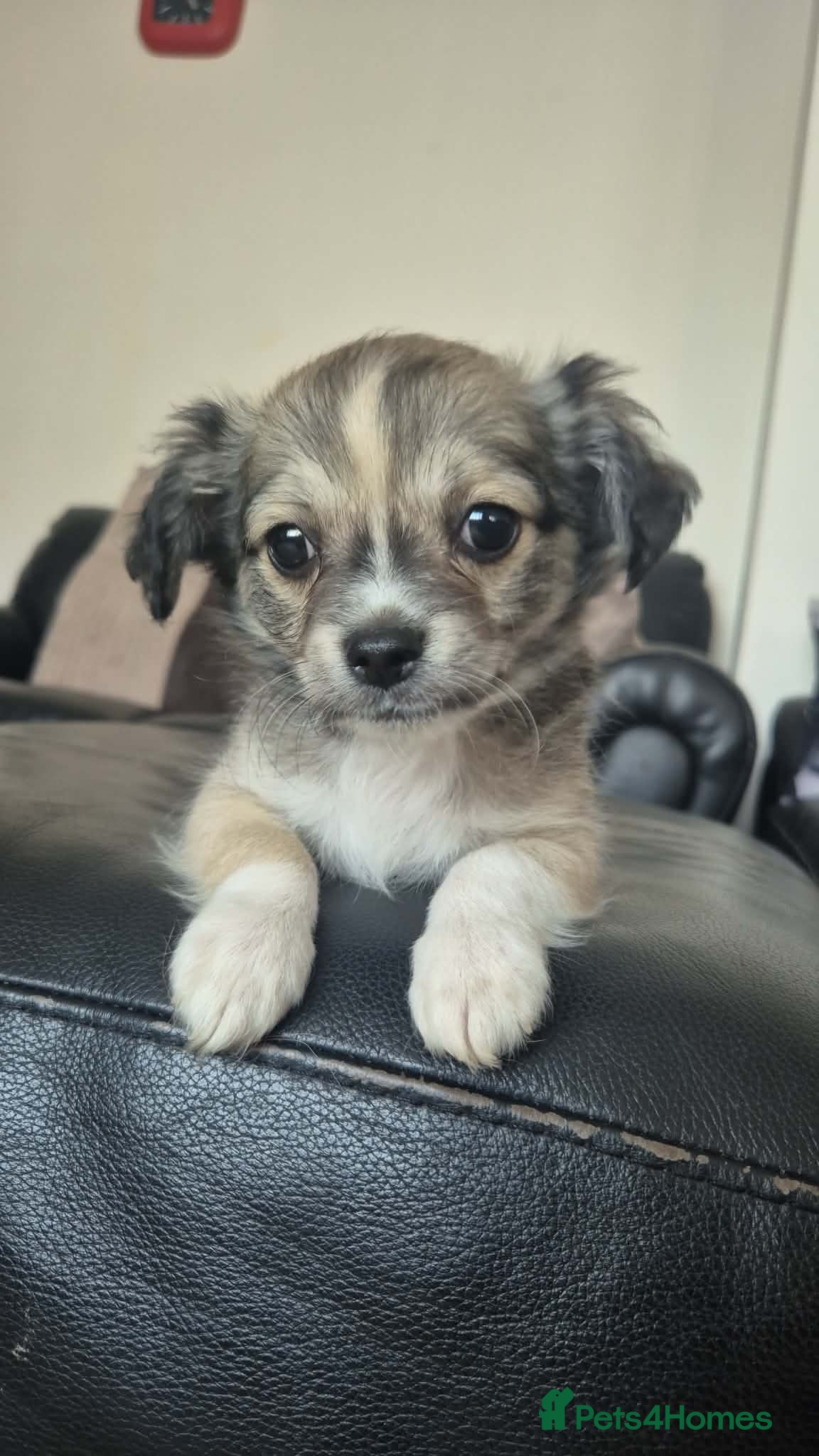 Chihuahua dogs ✨ Long-haired Chihuahua ✨ 2 puppies available ✨  - Advert 2