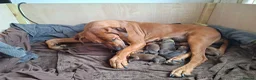 Rhodesian Ridgeback dogs for sale: Rhodesian Ridgeback Puppies KC Health Elb Hip JME in Diss - Advert 28