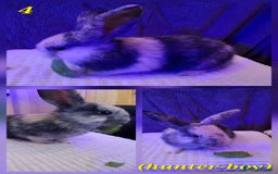 Rex rabbits for sale: Super Cute Baby bunnies! Rex x Lops - Image 7