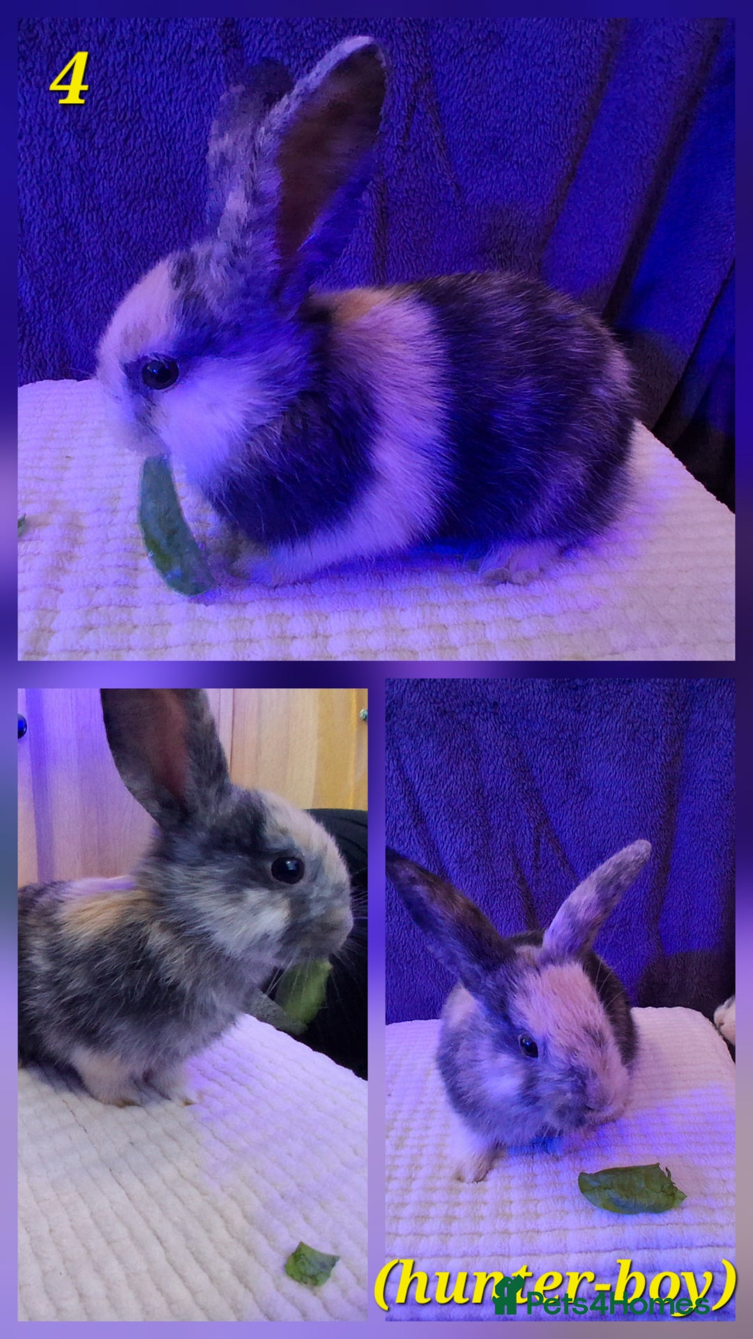 Rex rabbits for sale: Super Cute Baby bunnies! Rex x Lops - Image 7