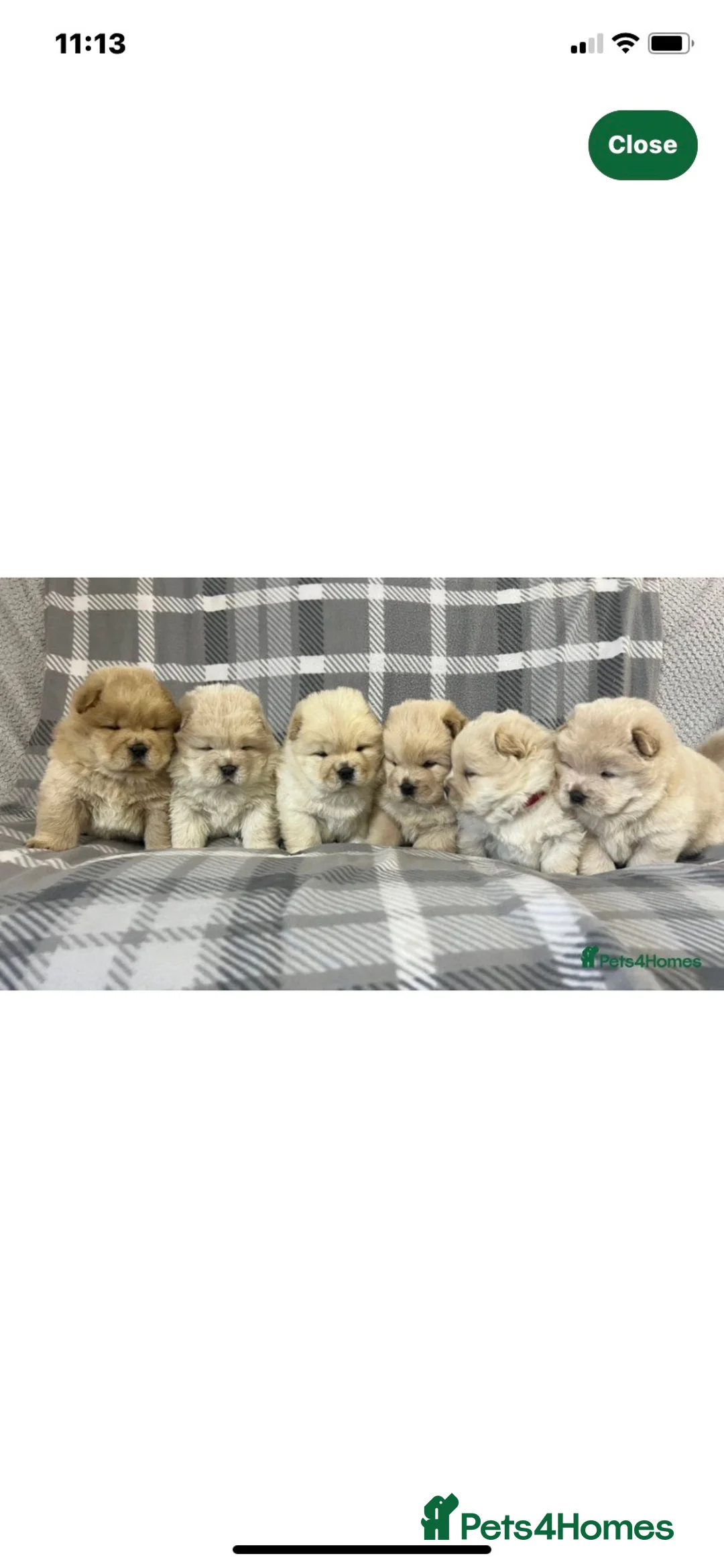 Chow Chow dogs for stud: SUMO- lilac, chocolate, rainbow producer in Cheltenham - Advert 25