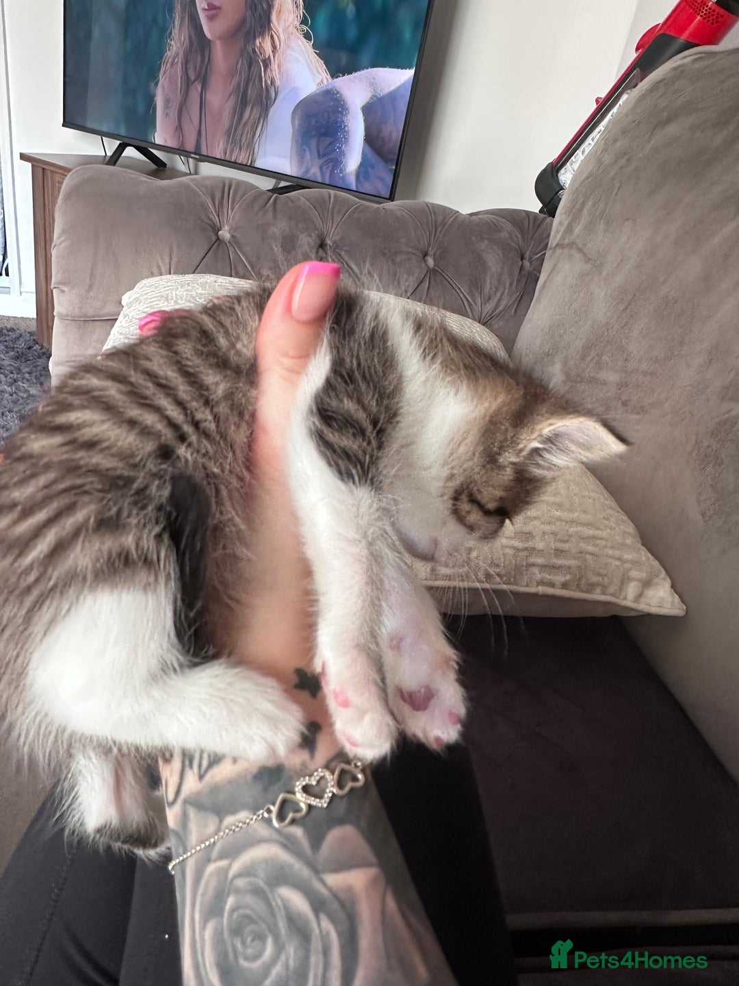 Mixed Breed cats for sale: Beautiful kittens  - Image 13