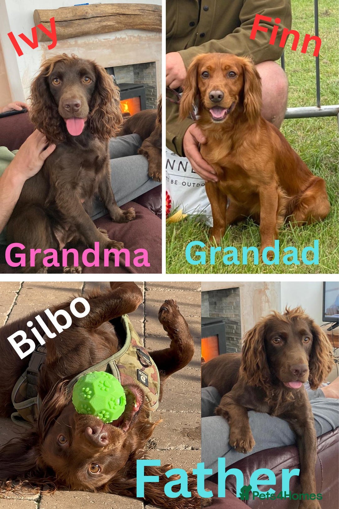 Cocker Spaniel dogs for sale: stunning chocolate and tri kc cocker spaniels - Advert 6