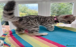British Shorthair cats for sale: Stunning BSH Silver Female Grey Stripe Kittens - Image 13