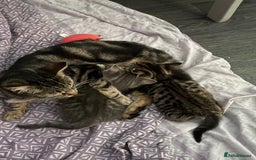 Mixed Breed cats for sale: 2 female kittens  - Image 10