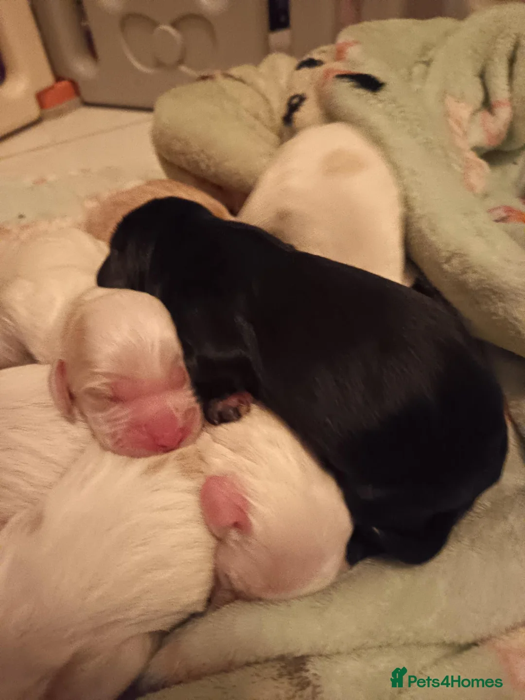 Cocker Spaniel dogs for sale: Beautiful working cocker spaniel pups - Advert 5