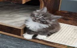 Maine Coon cats for sale: Pedigree GCCF Maine Coon Kittens for sale  - Image 7