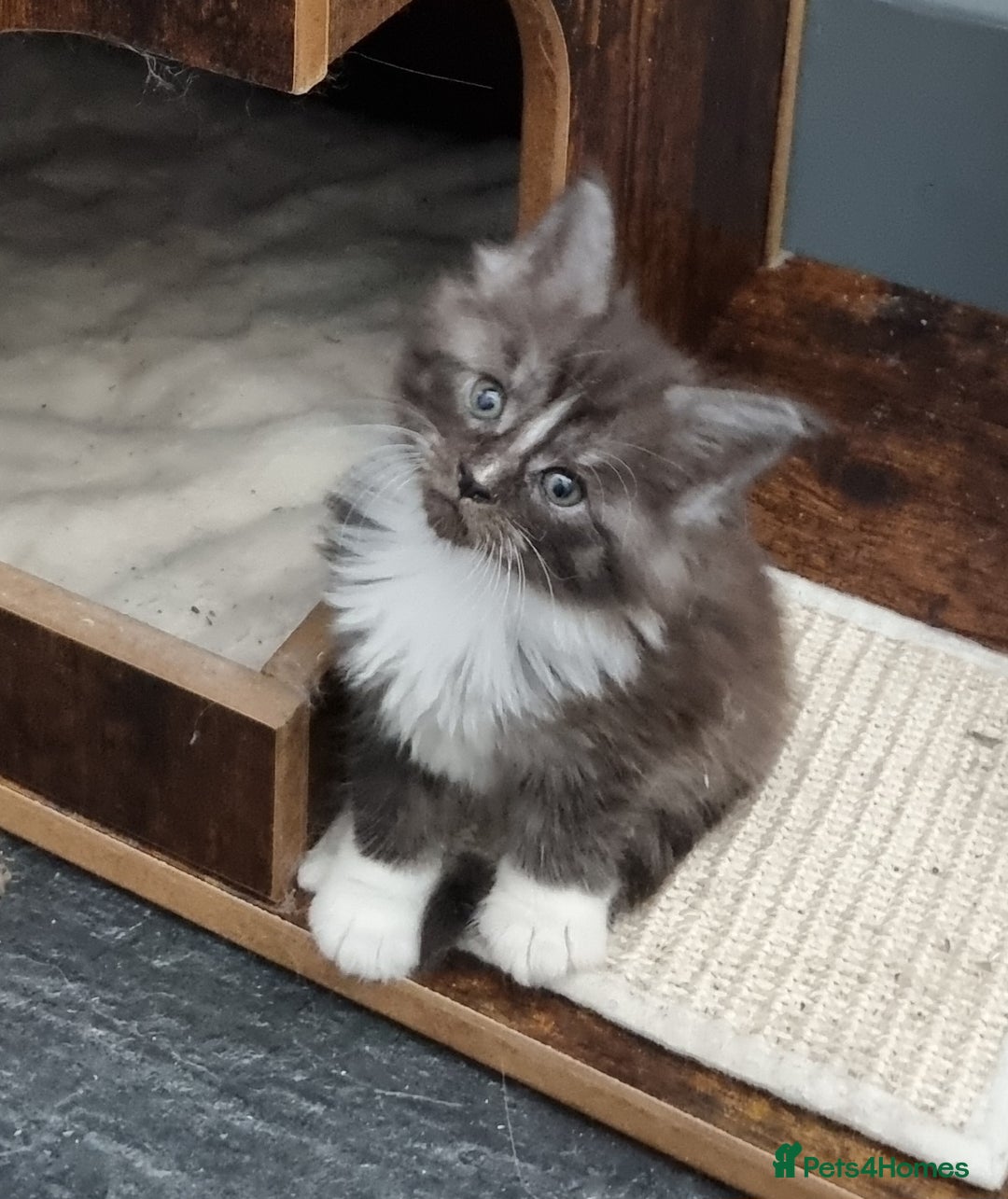 Maine Coon cats for sale: Pedigree GCCF Maine Coon Kittens for sale  - Image 7