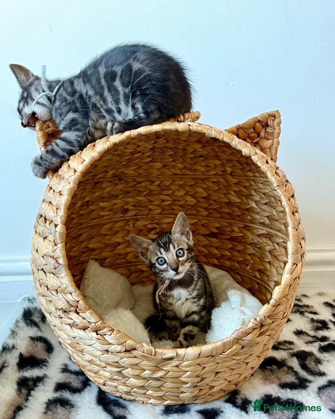 Bengal cats for sale: Rare Glitter Pedigree Bengal Female - Show Quality - Image 2