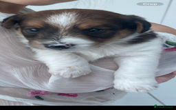 Mixed Breed dogs for sale: Beautiful Jackapoo pups - Image 1