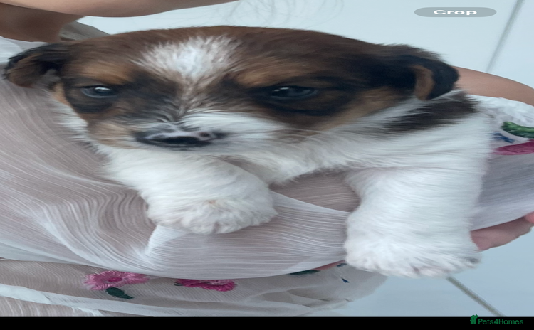 Mixed Breed dogs - Advert 1