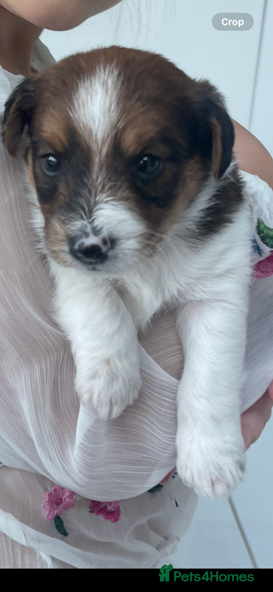 Mixed Breed dogs for sale: Beautiful Jackapoo pups - Image 1