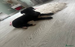 Deerhound dogs for sale: Female deerhound  - Image 5