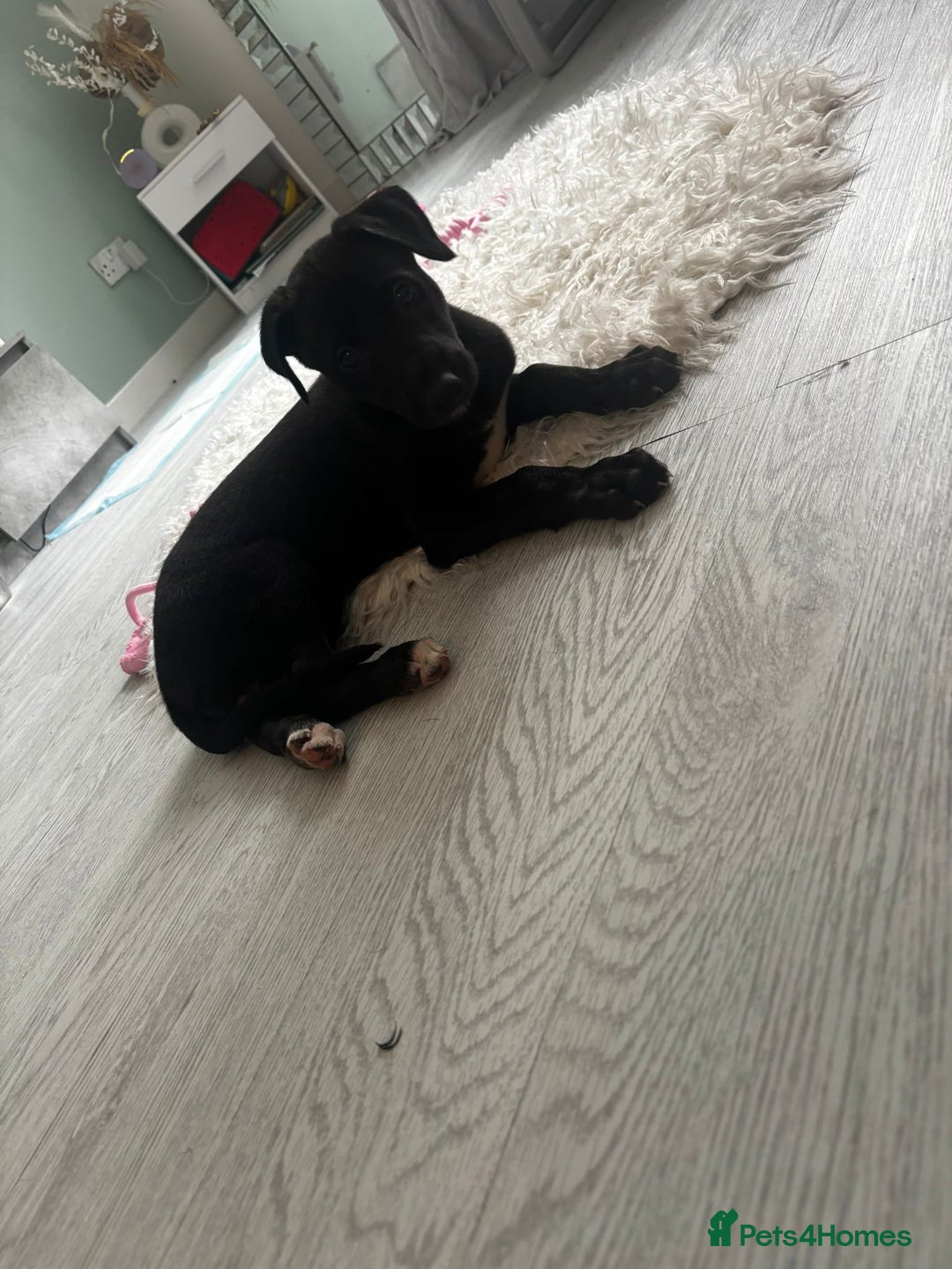 Deerhound dogs for sale: Female deerhound  - Image 5