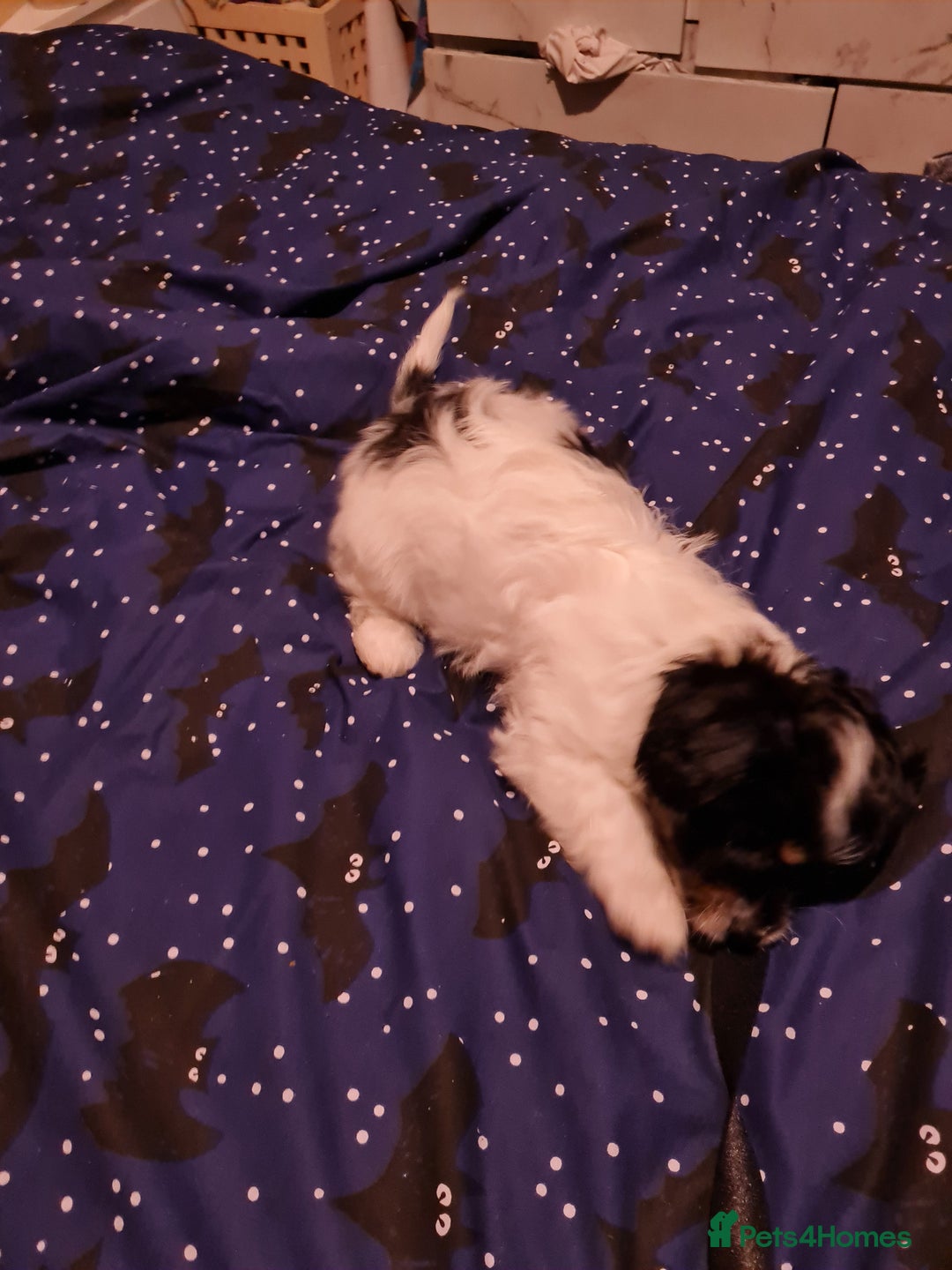 Cavapoo dogs for sale: **Ready** The last stunning cavapoo female - Image 4