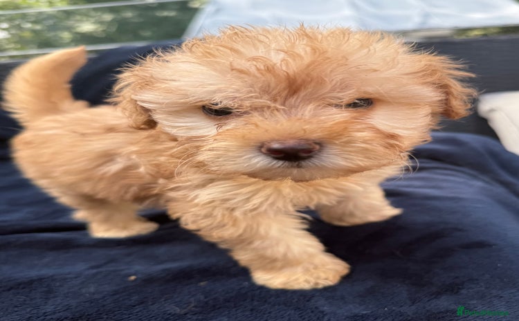 Mixed Breed dogs - Advert 15