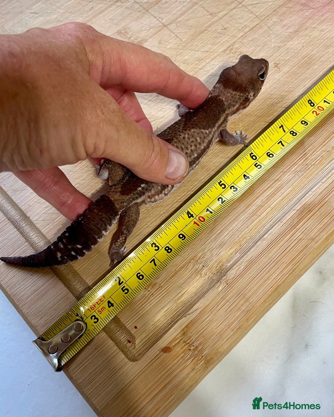 Gecko reptiles for sale: Breeding pair of African Fat Tailed Geckos  - Image 7