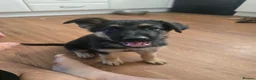 German Shepherd dogs for sale: German Shephard female - Advert 2