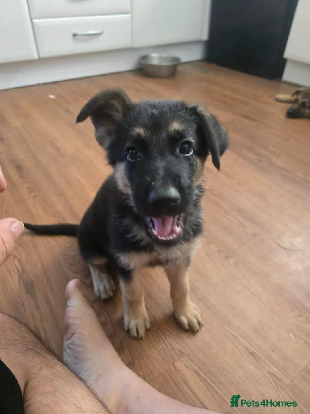 German Shepherd dogs for sale: German Shephard female - Advert 2