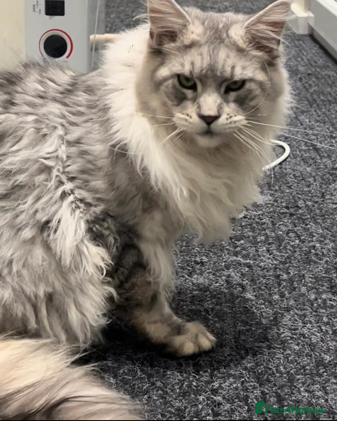 Maine Coon cats for stud: TICA High silver Maine coon stud in Brighouse - Advert 3