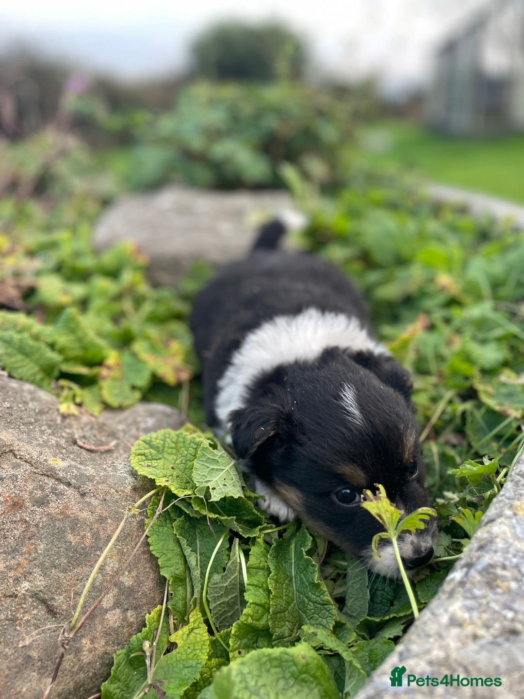 Mixed Breed dogs for sale: Border Jack Puppies (Border Collie X Jack Russel) - Image 31