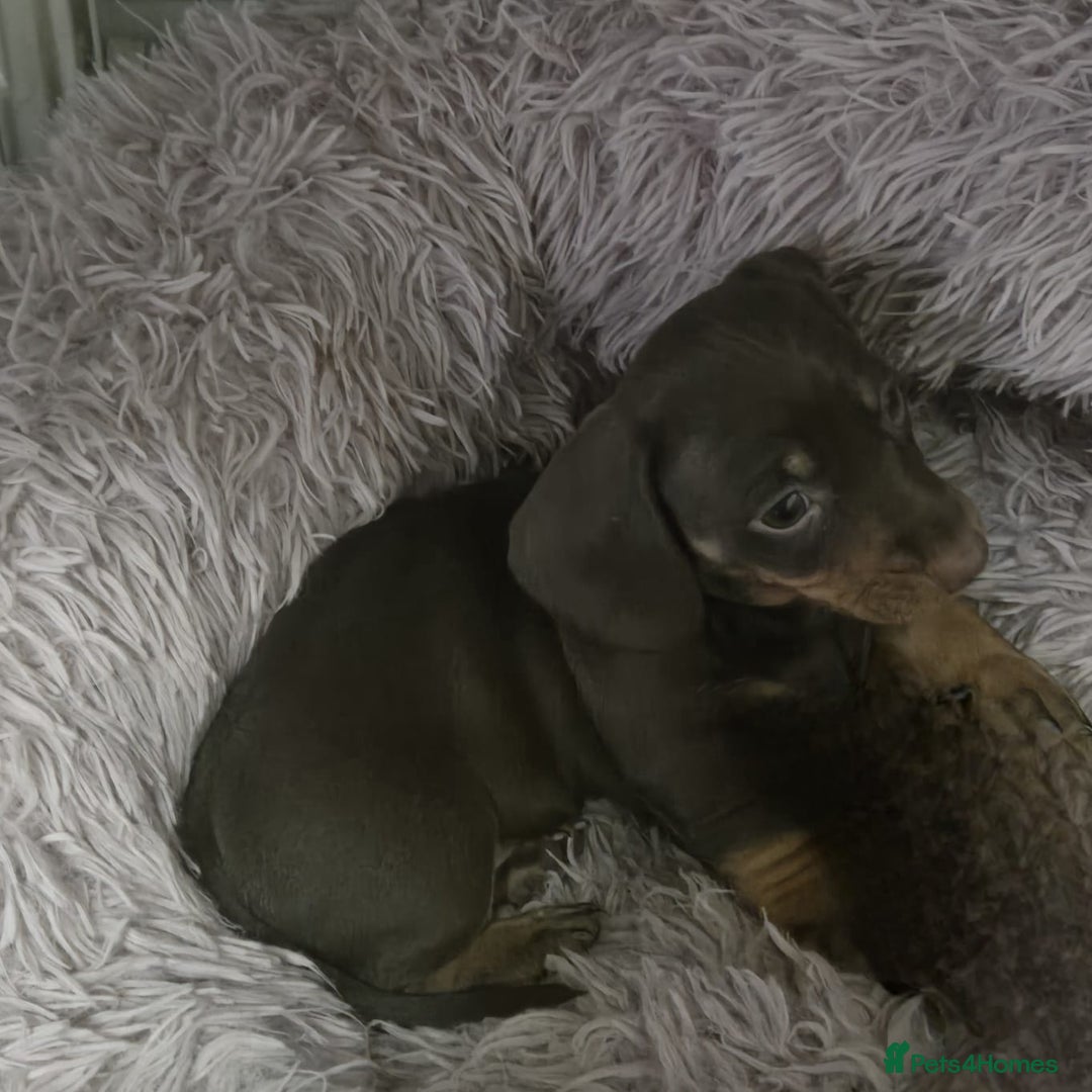 Miniature Dachshund dogs for sale: Mini dachshund  - Advert 3
