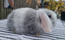 Mini Lop rabbits for sale: Trained French x Mini Lop Bunnies. Please Read! - Image 3
