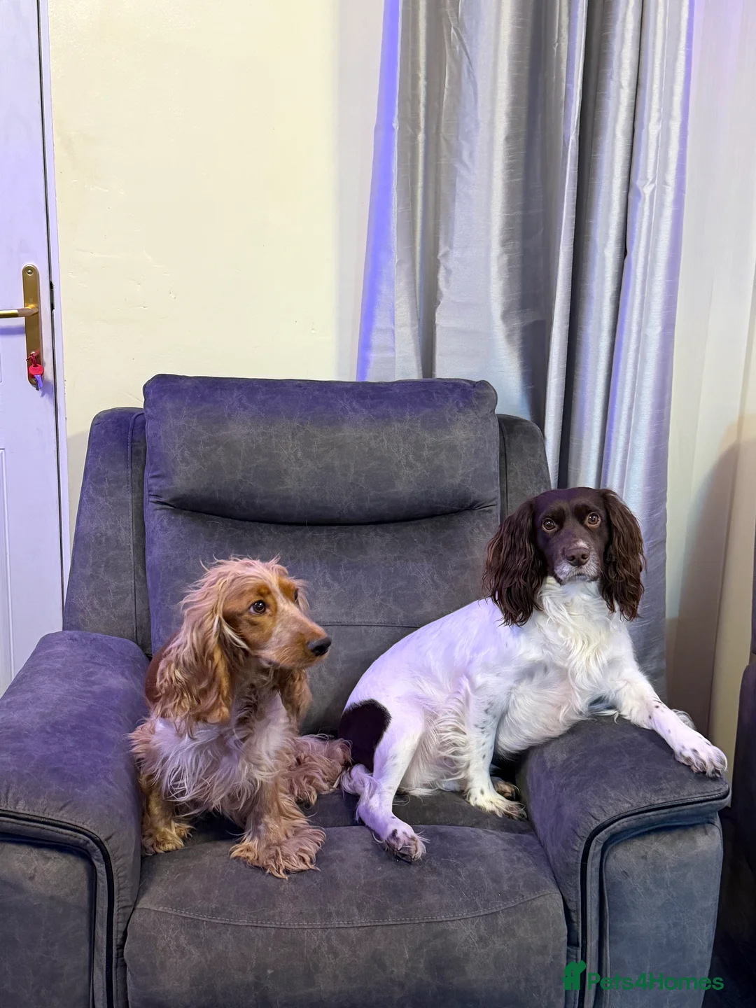 Mixed Breed dogs for sale: Sprocker puppies  - Advert 10