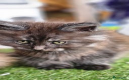 Maine Coon cats for sale: Prue breed mainecoon kittens - Image 13