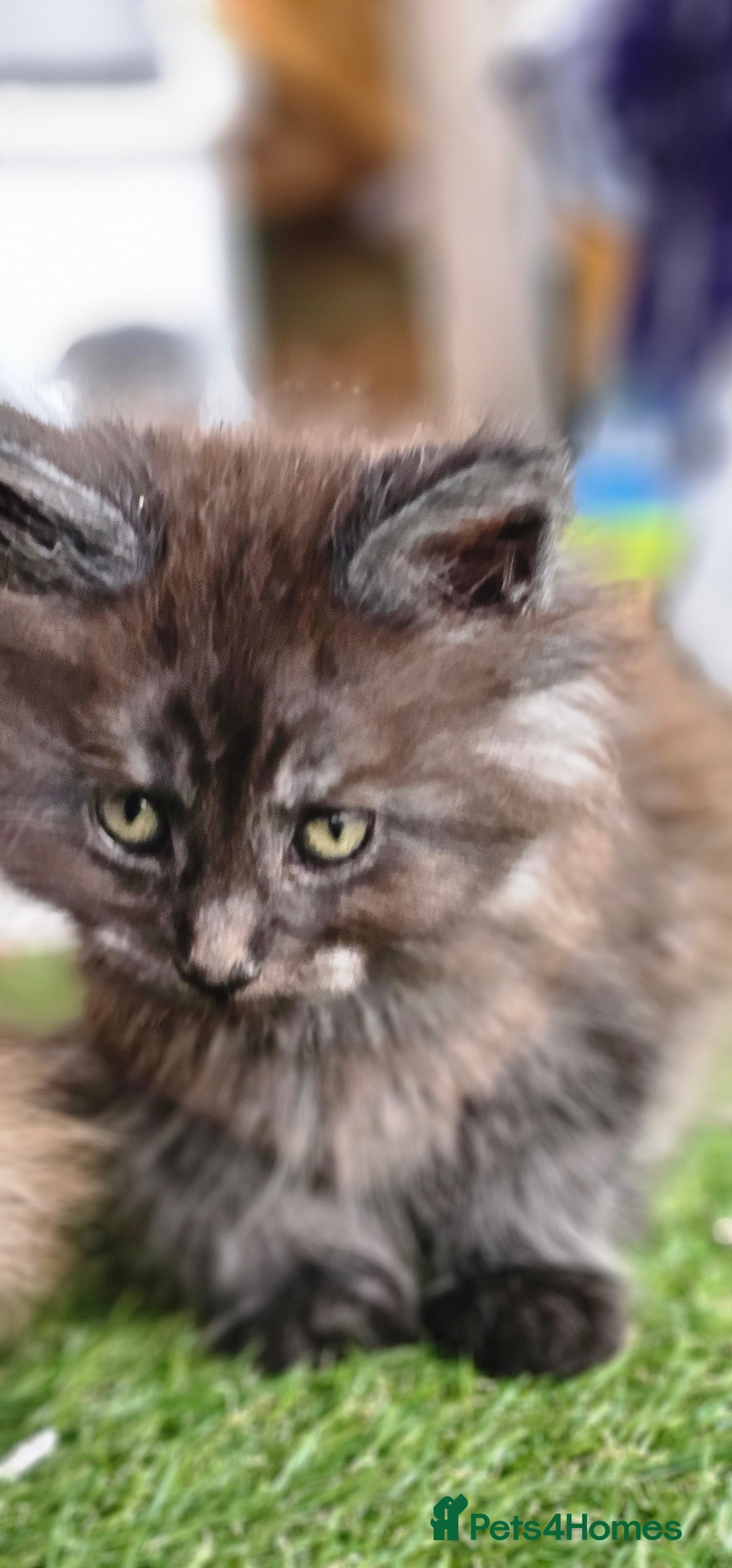 Maine Coon cats for sale: Prue breed mainecoon kittens - Image 13