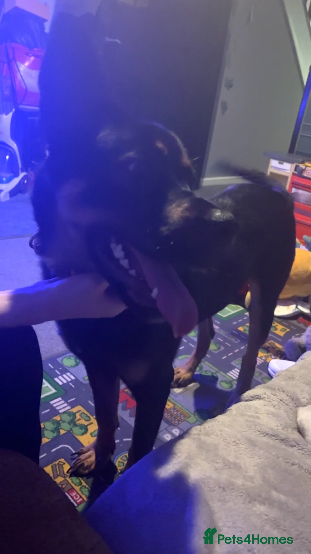 Mixed Breed dogs for sale: Rocksy - Advert 3