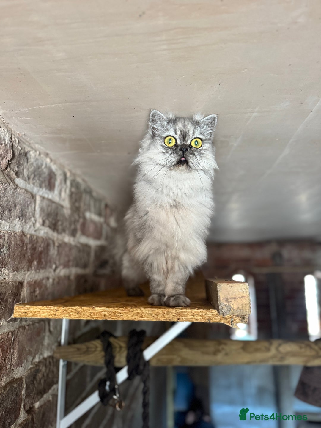 Persian cats for sale: Chinchilla Persians  - Advert 10