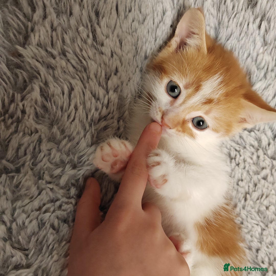 Mixed Breed cats for sale: Lovely kittens  - Advert 14