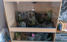 Python Snake reptiles for sale: Royal python: Mitch - Image 1