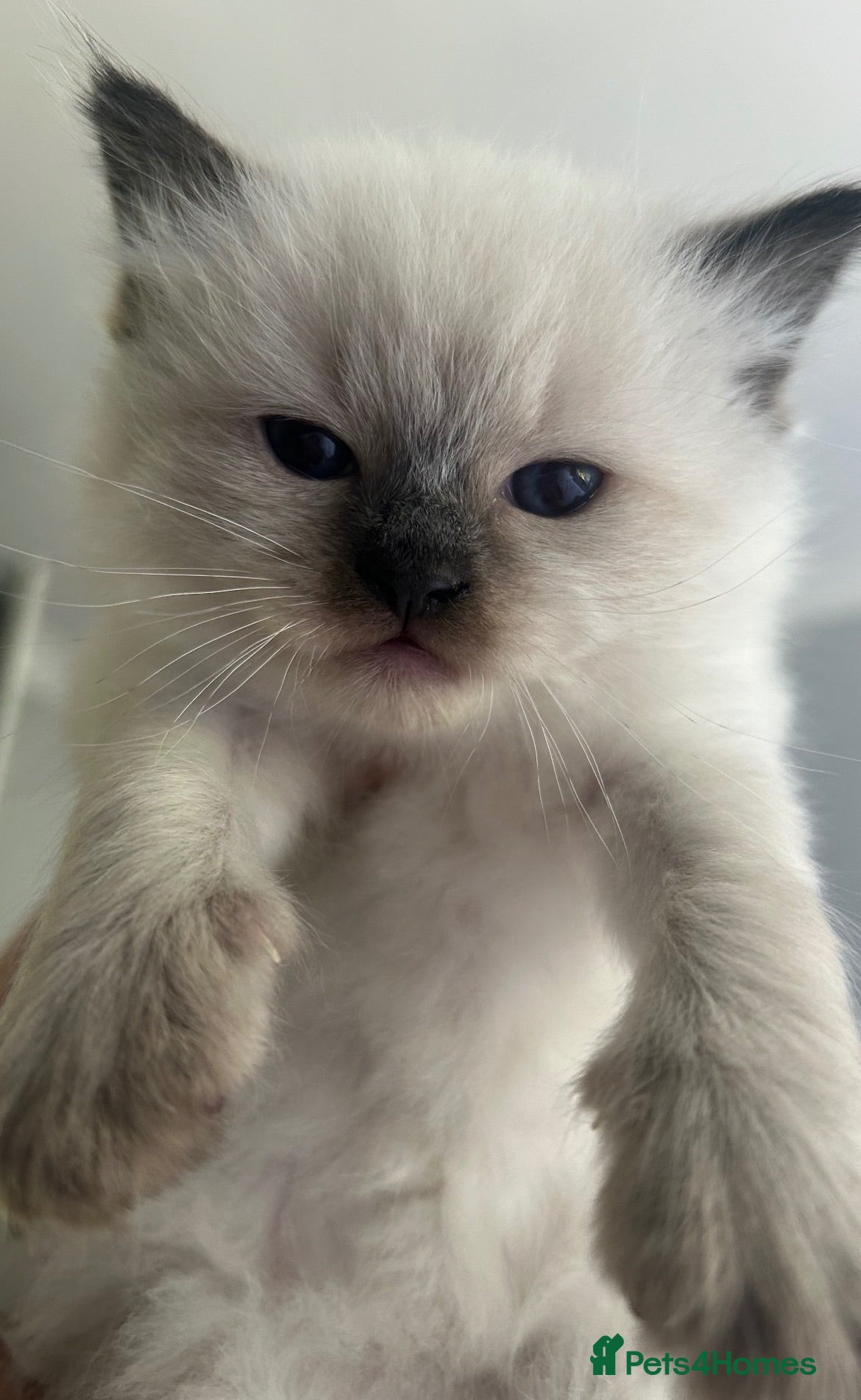 Ragdoll cats Ragdoll kitten for sale - beautiful little boy  - Advert 1