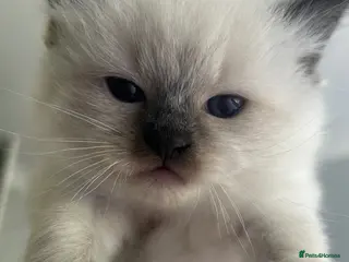 Ragdoll cats Ragdoll kitten for sale - beautiful little boy - Advert 1