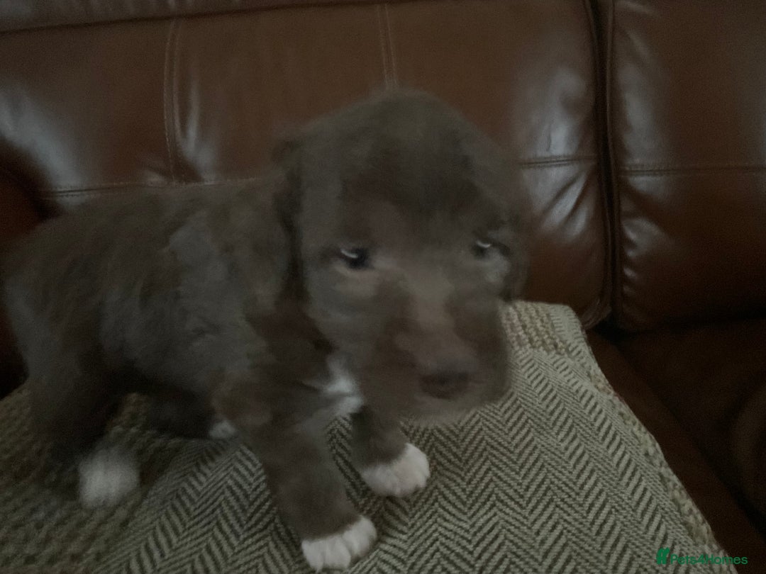 Bedlington Terrier dogs for sale: 4 bedlington puppies for sale  - Advert 4