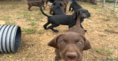Mixed Breed dogs - Advert 4
