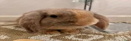 Mini Lop rabbits for sale: 2 mini lop bunnies for sale  - Advert 6