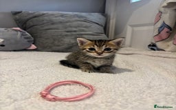 Savannah cats for sale: Savannah x kittens  - Image 4