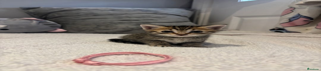 Savannah Kitten 5