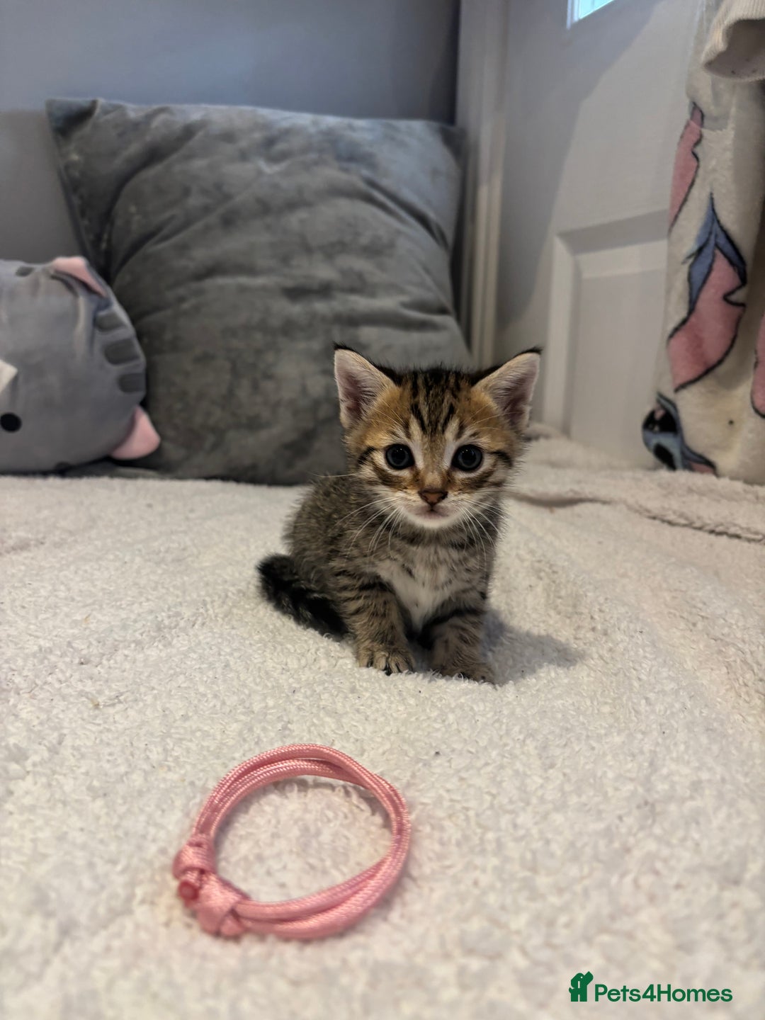 Savannah cats for sale: Savannah x kittens  - Image 4