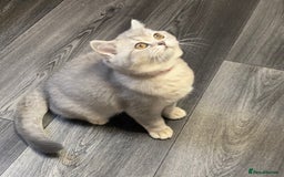 British Shorthair cats for sale: 🚨One Girl Ready to leave 🚨GCCF British Shorthair - Image 35