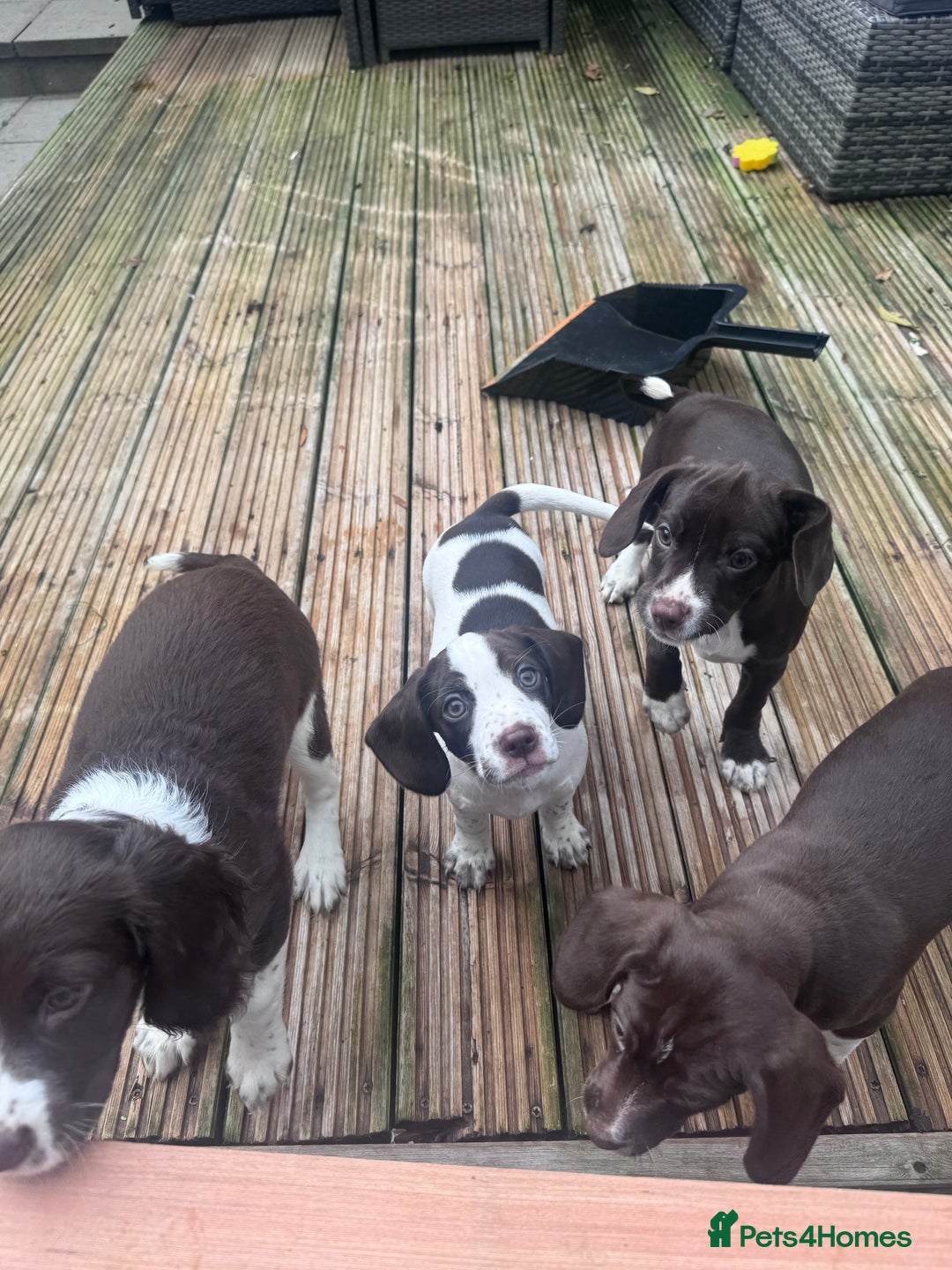 Mixed Breed dogs for sale: Chi sprocker  - Advert 30