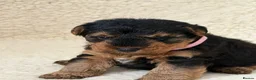 Welsh Terrier dogs for sale: Top quality Welsh terrier puppies  - Advert 2