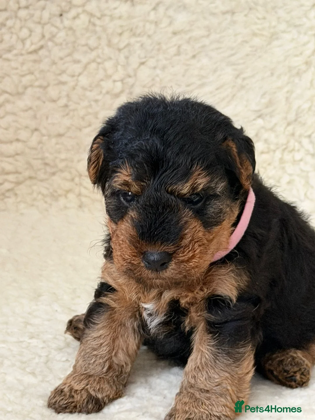 Welsh Terrier dogs for sale: Top quality Welsh terrier puppies  - Advert 2